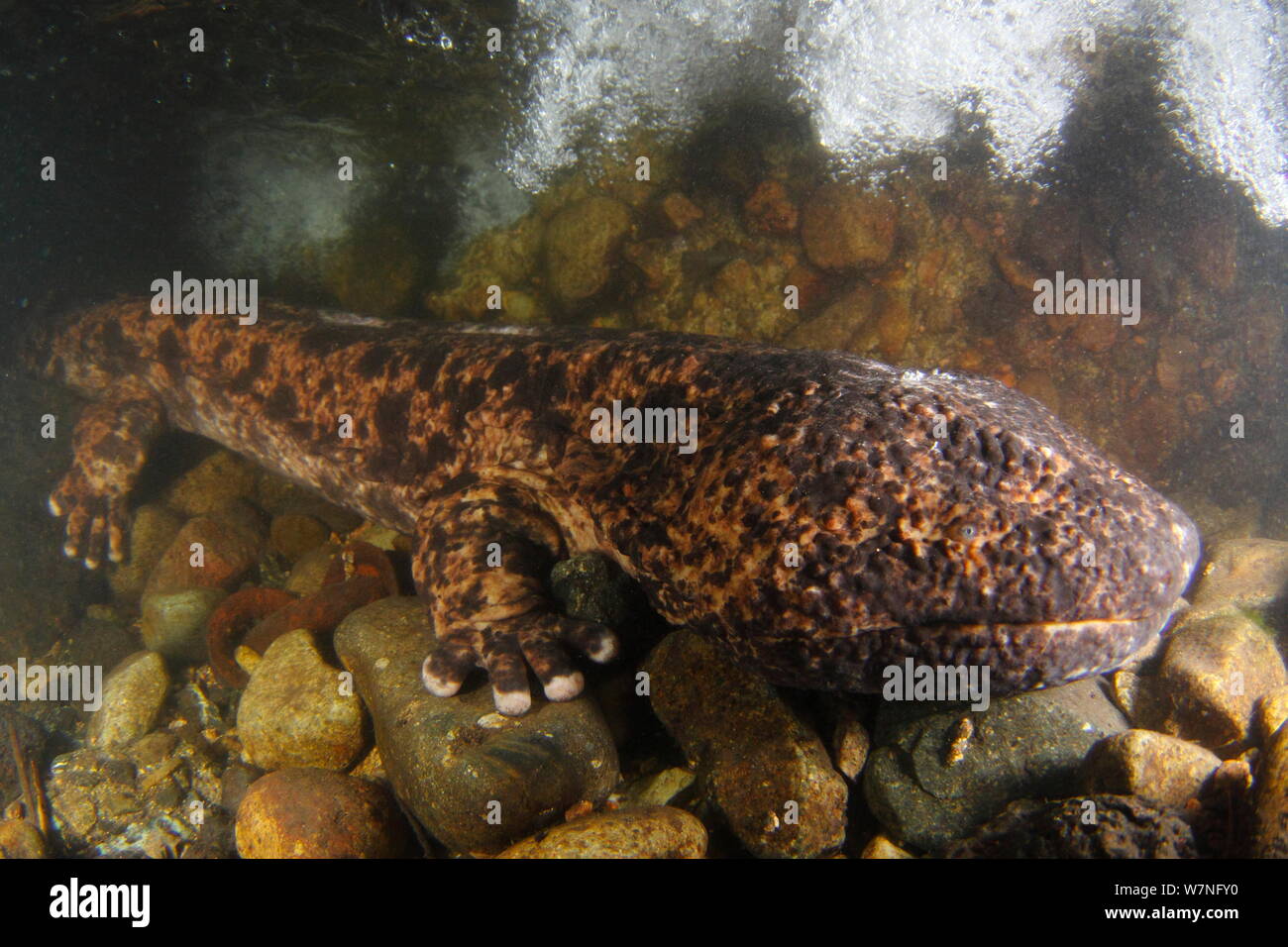 Japanese giant salamander (Andrias japonicus) in a river, Japan, August Stock Photo