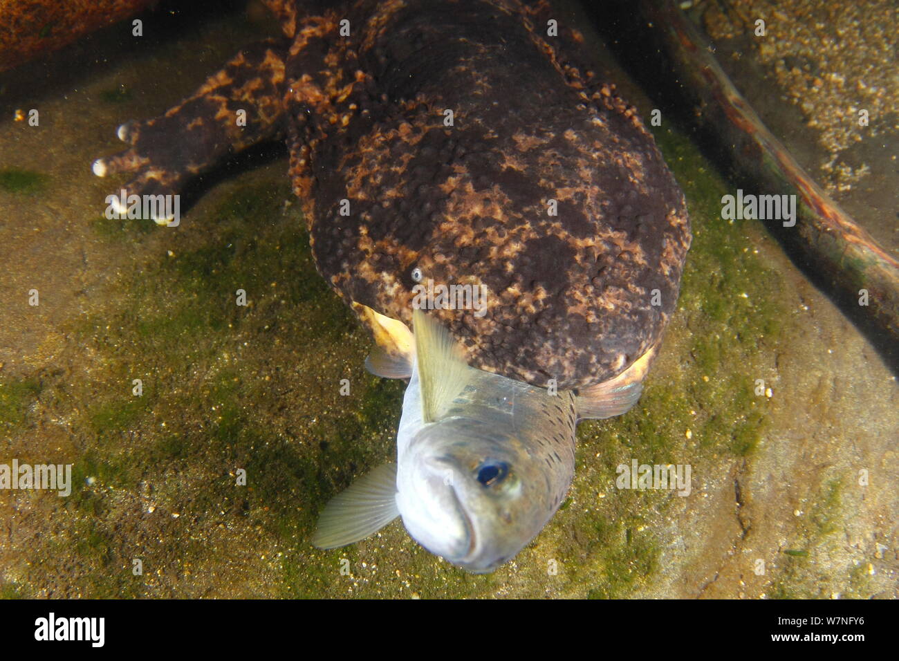 Japanese giant salamander (Andrias japonicus) with Masu salmon (Oncorhynchus) prey in its mouth, Japan, August Stock Photo