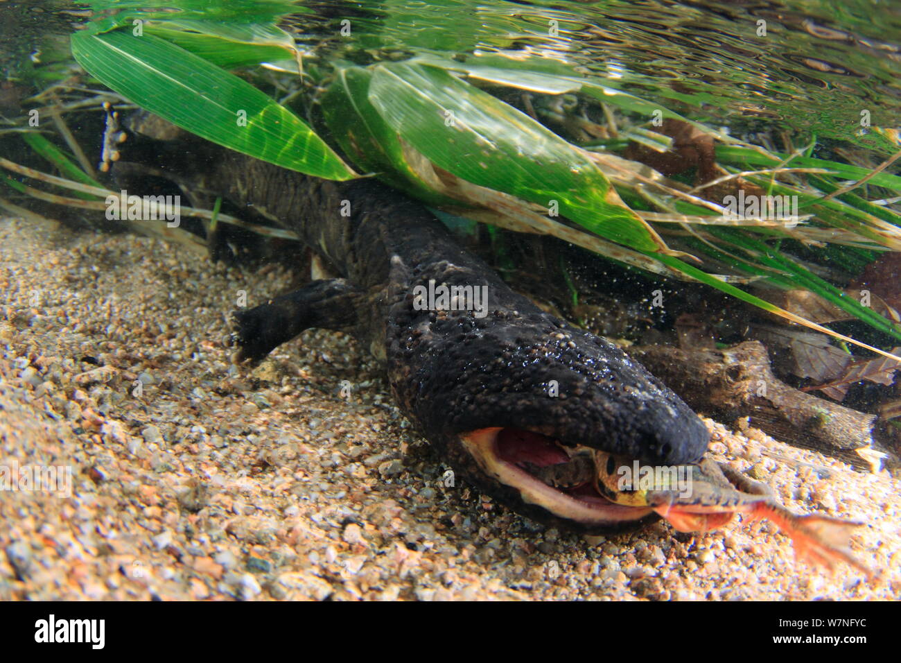 Japanese giant salamander (Andrias japonicus) in  river with frog prey, Japan, March Stock Photo