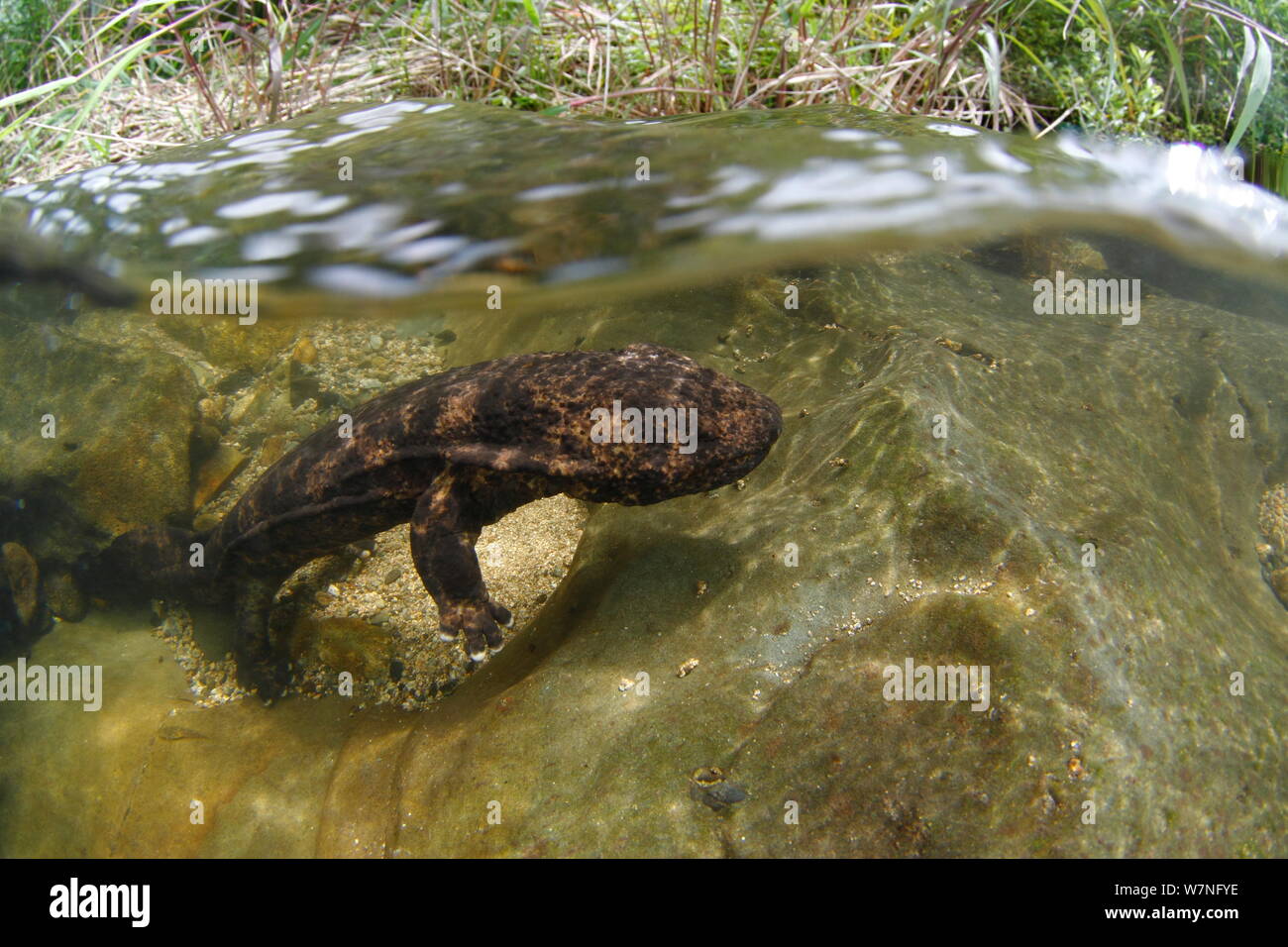 Japanese giant salamander (Andrias japonicus) moving upstream to spawn, Japan, July Stock Photo