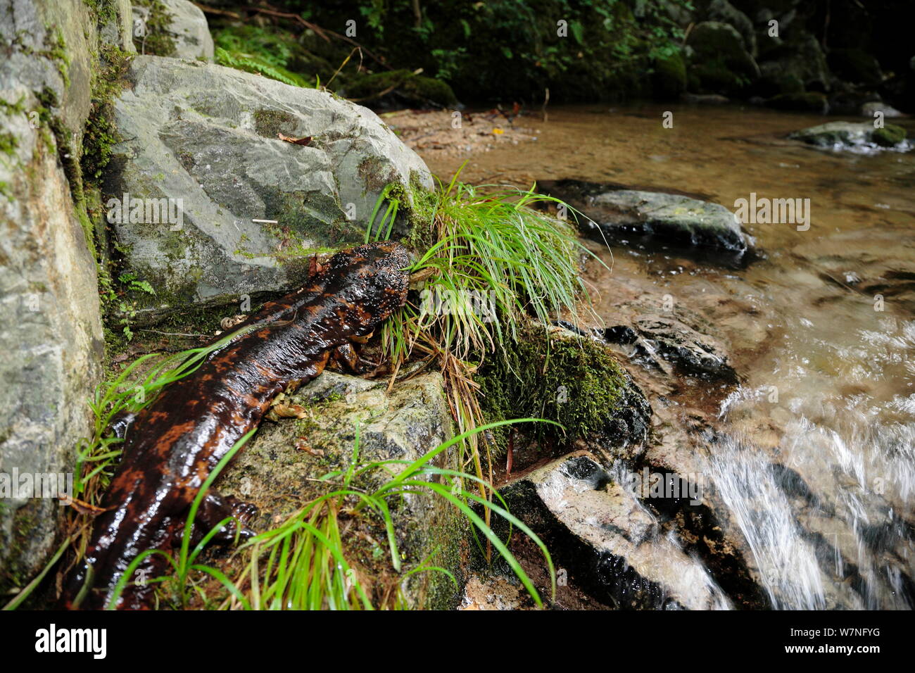 Japanese giant salamander (Andrias japonicus) moving upstream to spawn, Japan, August Stock Photo