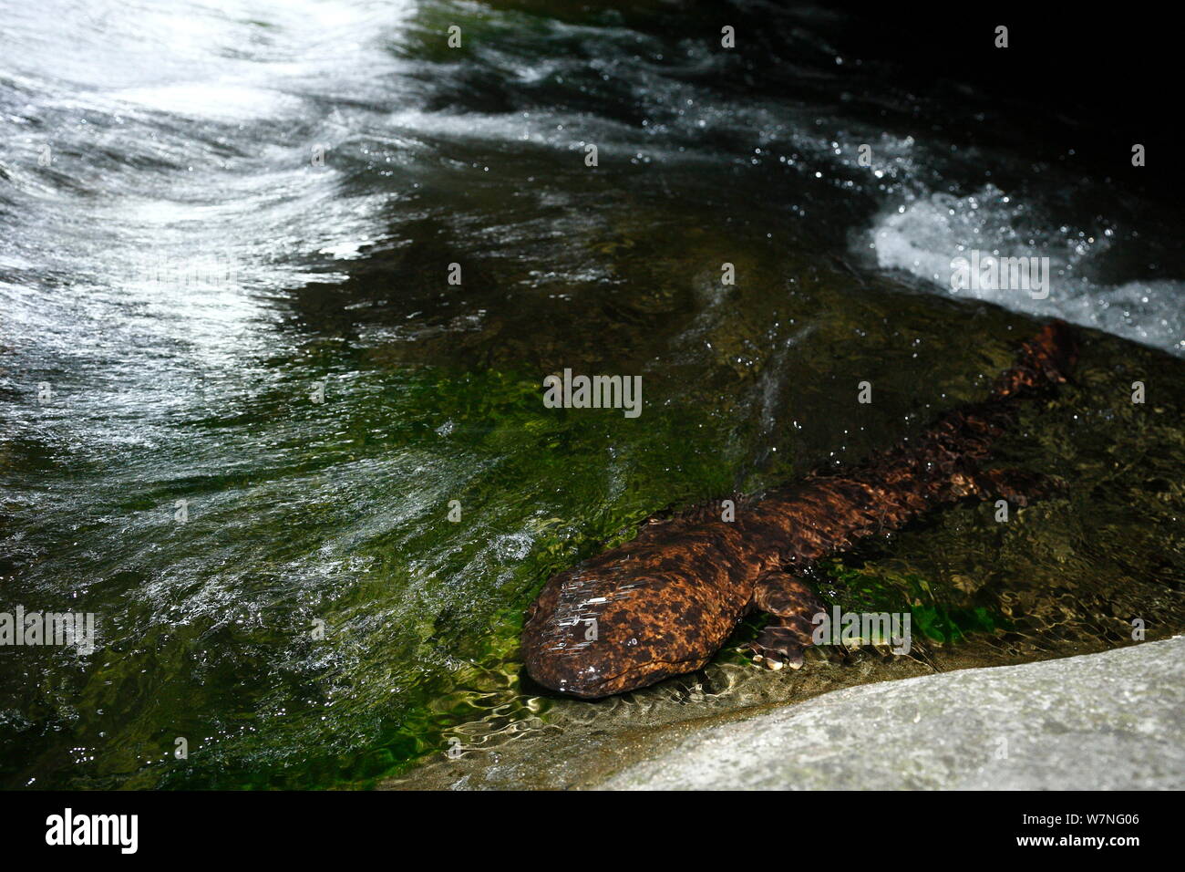 Japanese giant salamander (Andrias japonicus) moving upstream to spawn, Japan, August Stock Photo