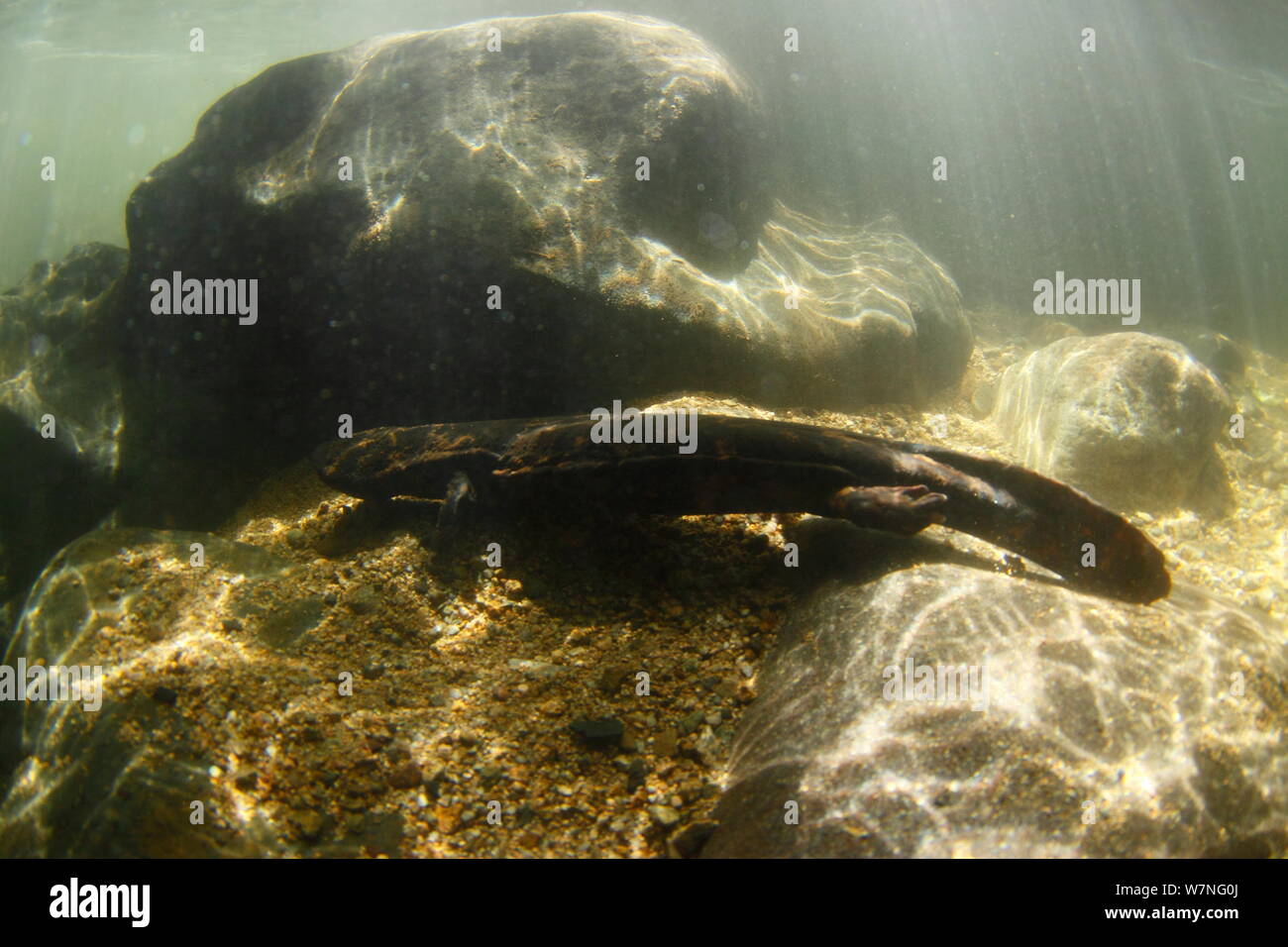 Japanese giant salamander (Andrias japonicus) in river, Japan, March Stock Photo