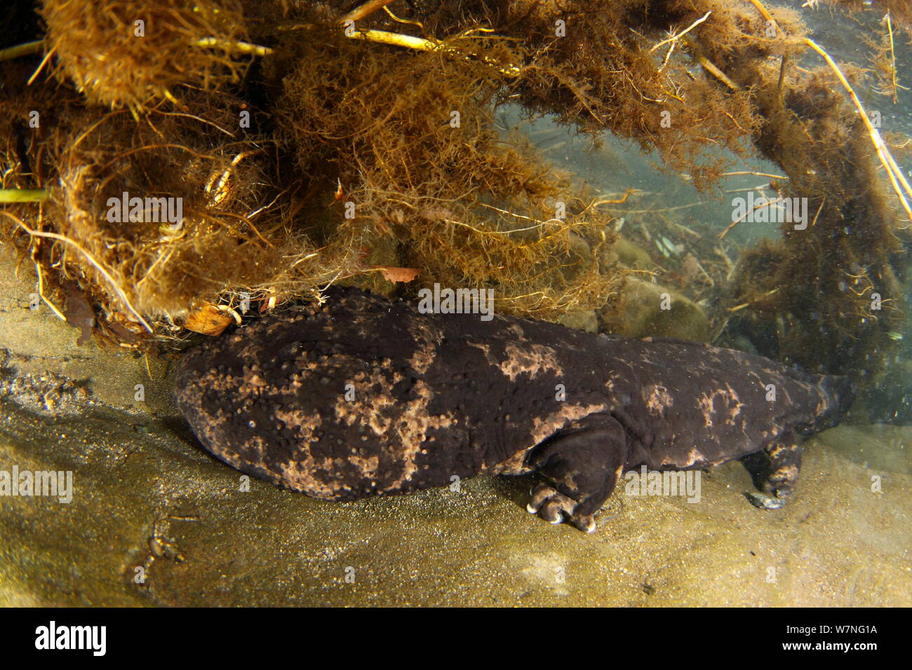 Japanese giant salamander (Andrias japonicus) in  river, Japan, January Stock Photo