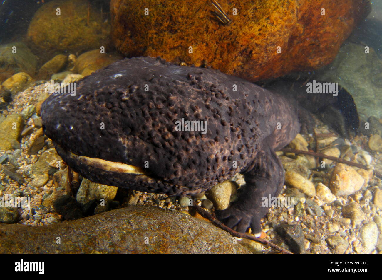 Japanese giant salamander (Andrias japonicus) in  river, Japan, January Stock Photo