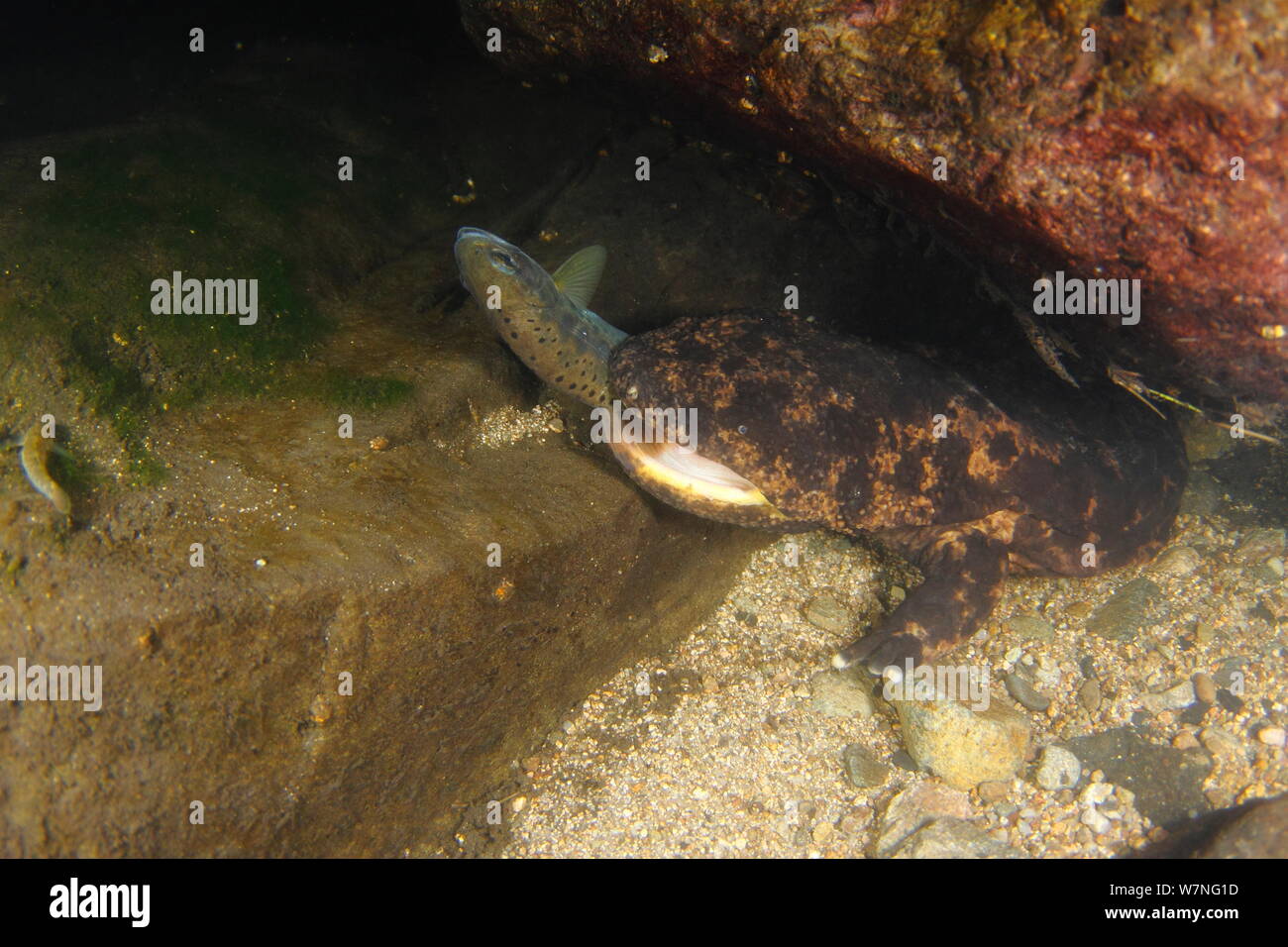 Japanese giant salamander (Andrias japonicus) with Masu salmon (Oncorhynchus) prey in its mouth, Japan, August Stock Photo