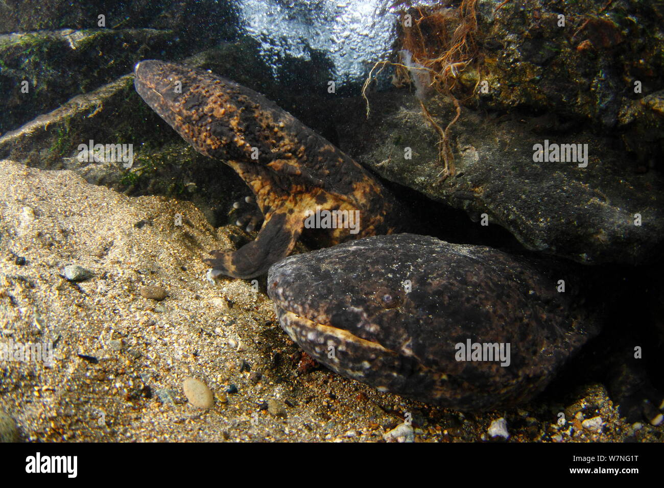 Pair of Japanese giant salamanders (Andrias japonicus) at the entrance to their nest, Japan, August Stock Photo