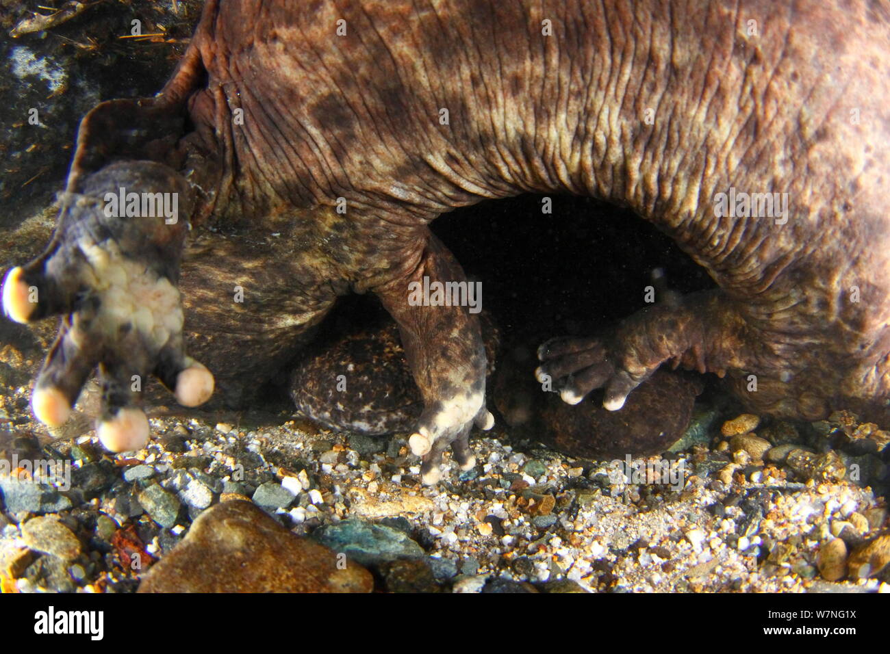 Two Japanese giant salamanders (Andrias japonicus) fighting at the entrance to a nest, Japan, August Stock Photo