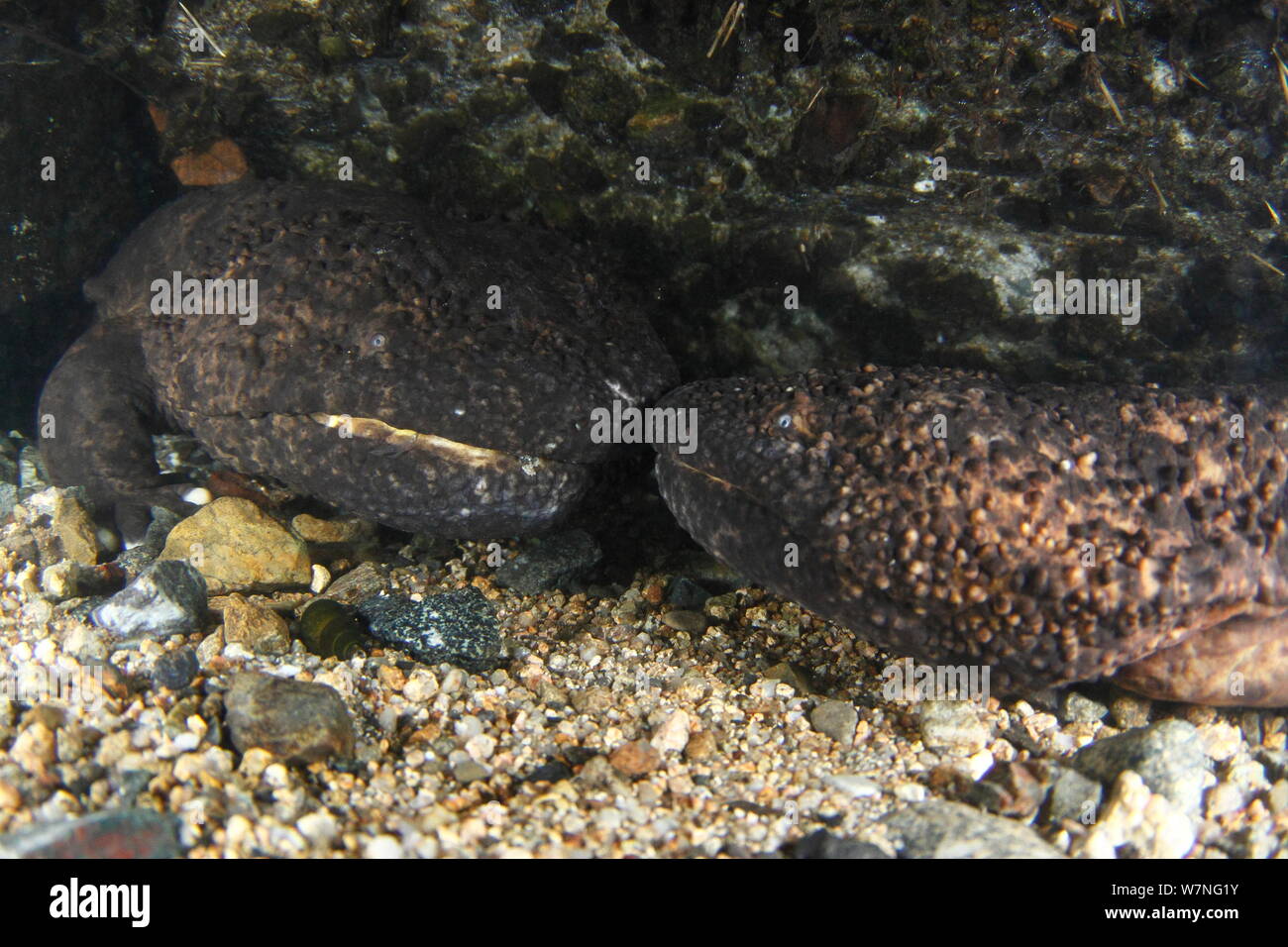Male Japanese giant salamanders (Andrias japonicus) protecting the entrance of his nest from a second salamander, Japan, August Stock Photo