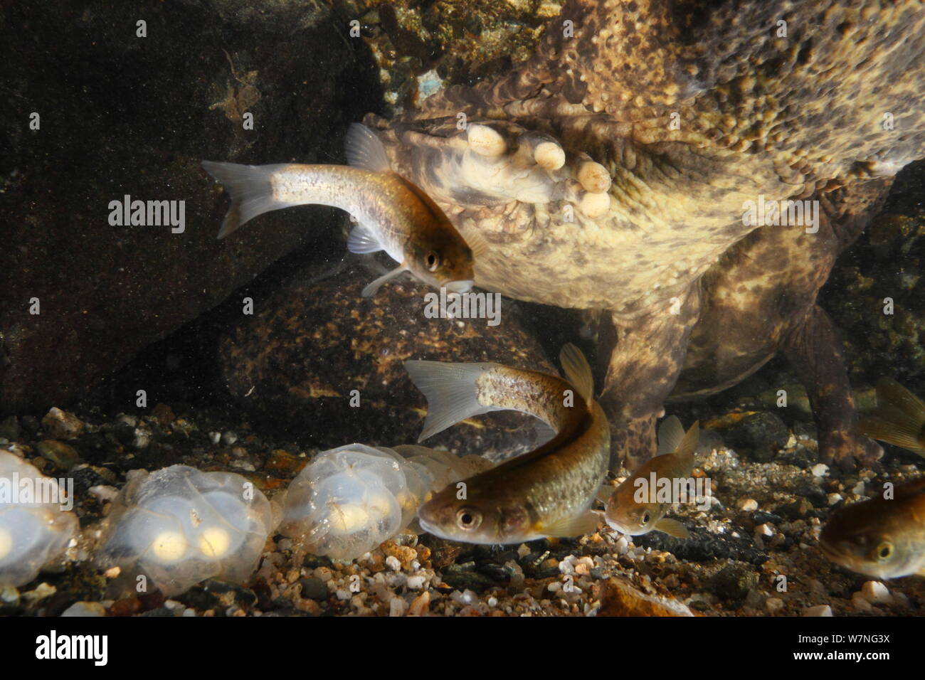 Pair of Japanese giant salamanders (Andrias japonicus) at the entrance to their nest, spawning, Japan, September Stock Photo