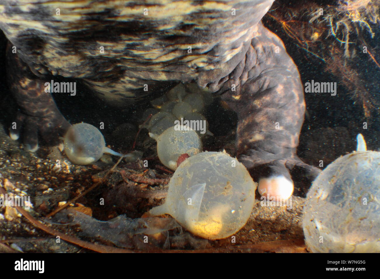 Male Japanese giant salamander (Andrias japonicus) protecting his eggs inside his nest, Japan, October Stock Photo