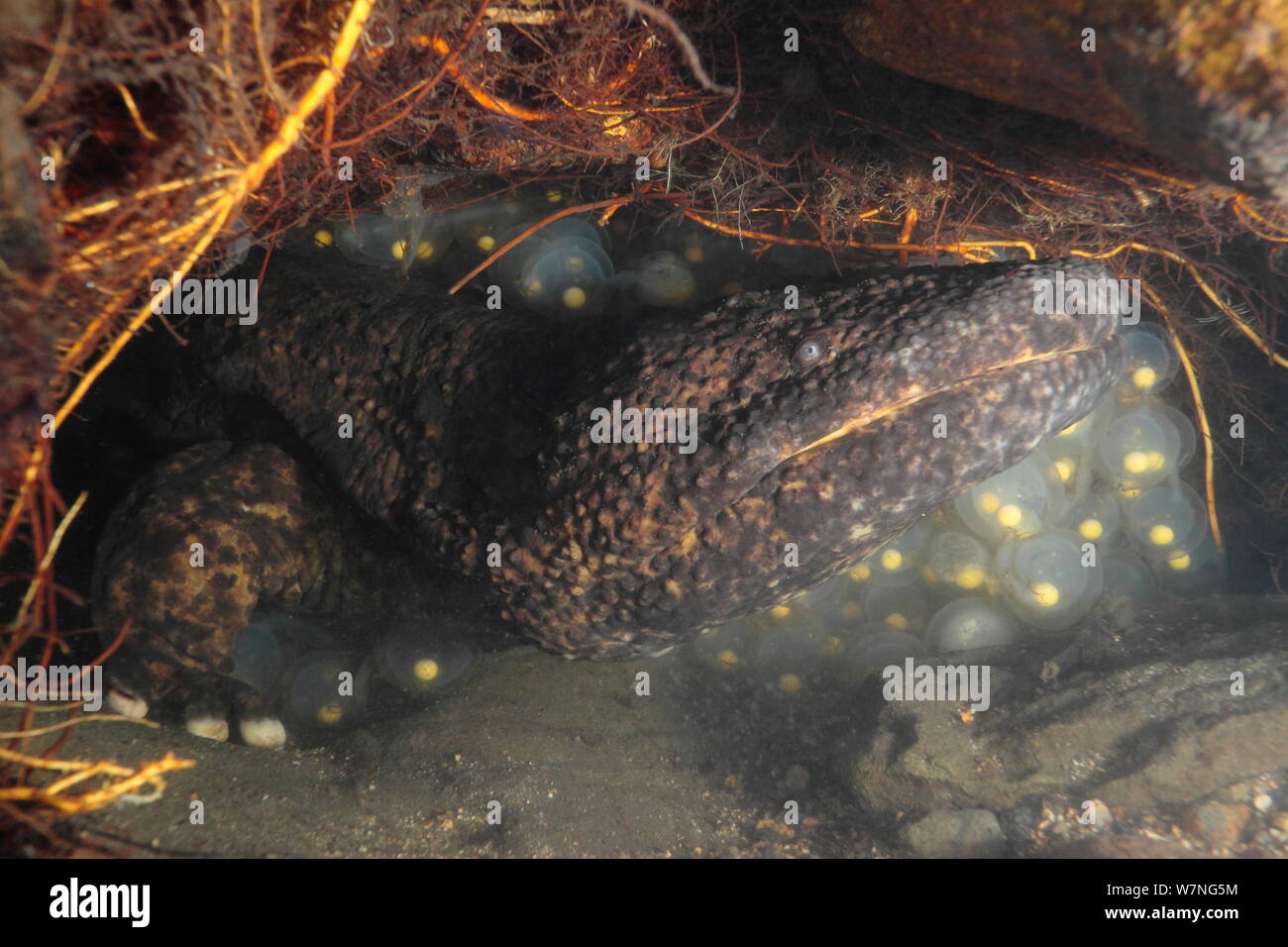 Male Japanese giant salamander (Andrias japonicus) protecting his eggs inside his nest, Japan, September Stock Photo