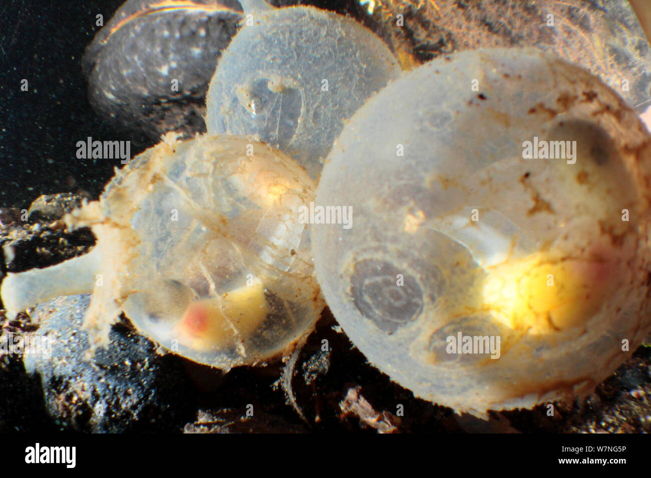 Salamander eggs hires stock photography and images Alamy