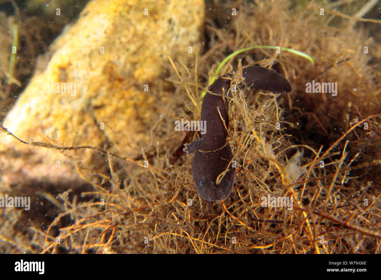 Japanese giant salamander (Andrias japonicus) hatchlings at entrance to nest, holding on to aquatic plants so as not to be swept away in the current, Japan, March Stock Photo