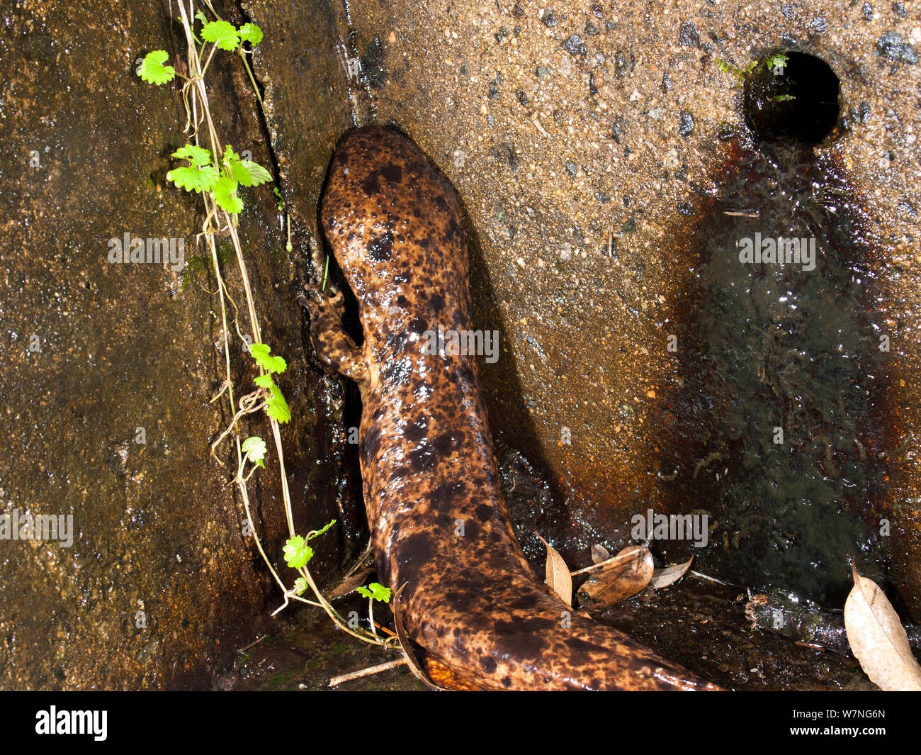 Japanese giant salamander (Andrias japonicus)  prevented from migrating by a dam, Japan, August 2008 Stock Photo