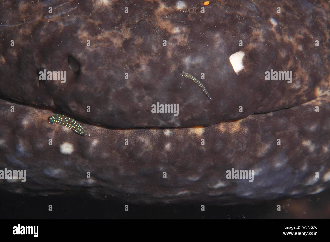 Close up of the mouth and nose of a Japanese giant salamander (Andrias japonicus) with two Leeches (Hirudinea) attached, Japan, March Stock Photo