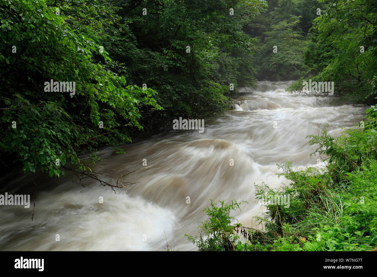 Upstream portion of the River Hino, swollen by heavy rain, Japan