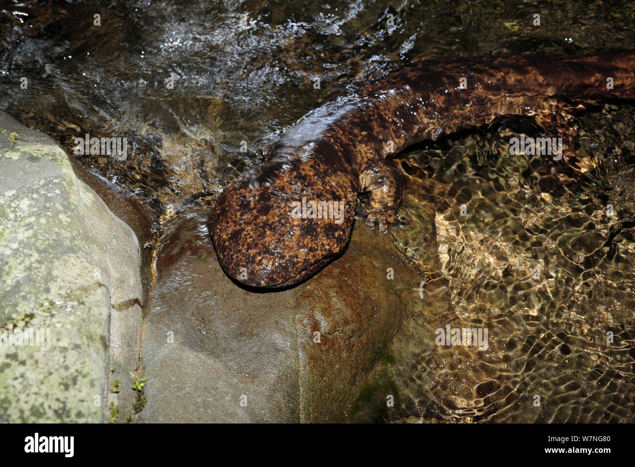 Japanese giant salamander (Andrias japonicus) resting during migration upstream to spawn, Japan, August Stock Photo