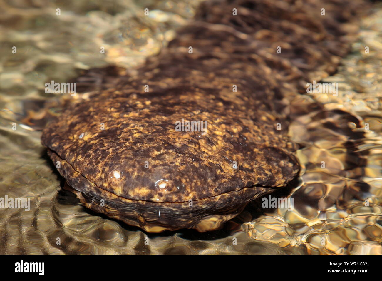 Japanese giant salamander (Andrias japonicus) reaching up to the surface to breathe, Japan, August Stock Photo