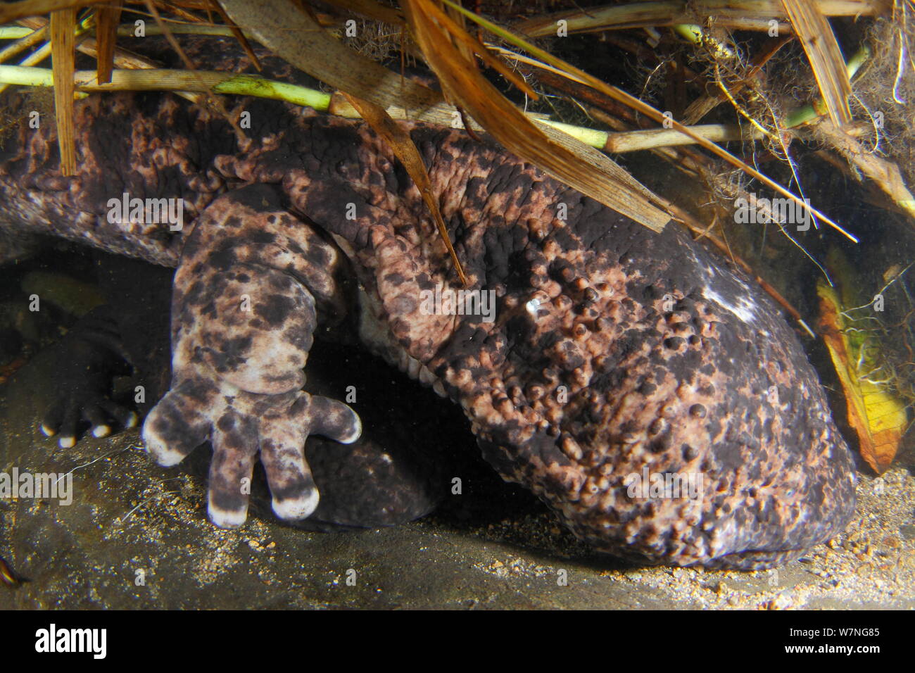 Two Japanese giant salamanders (Andrias japonicus) in river, Japan, August Stock Photo