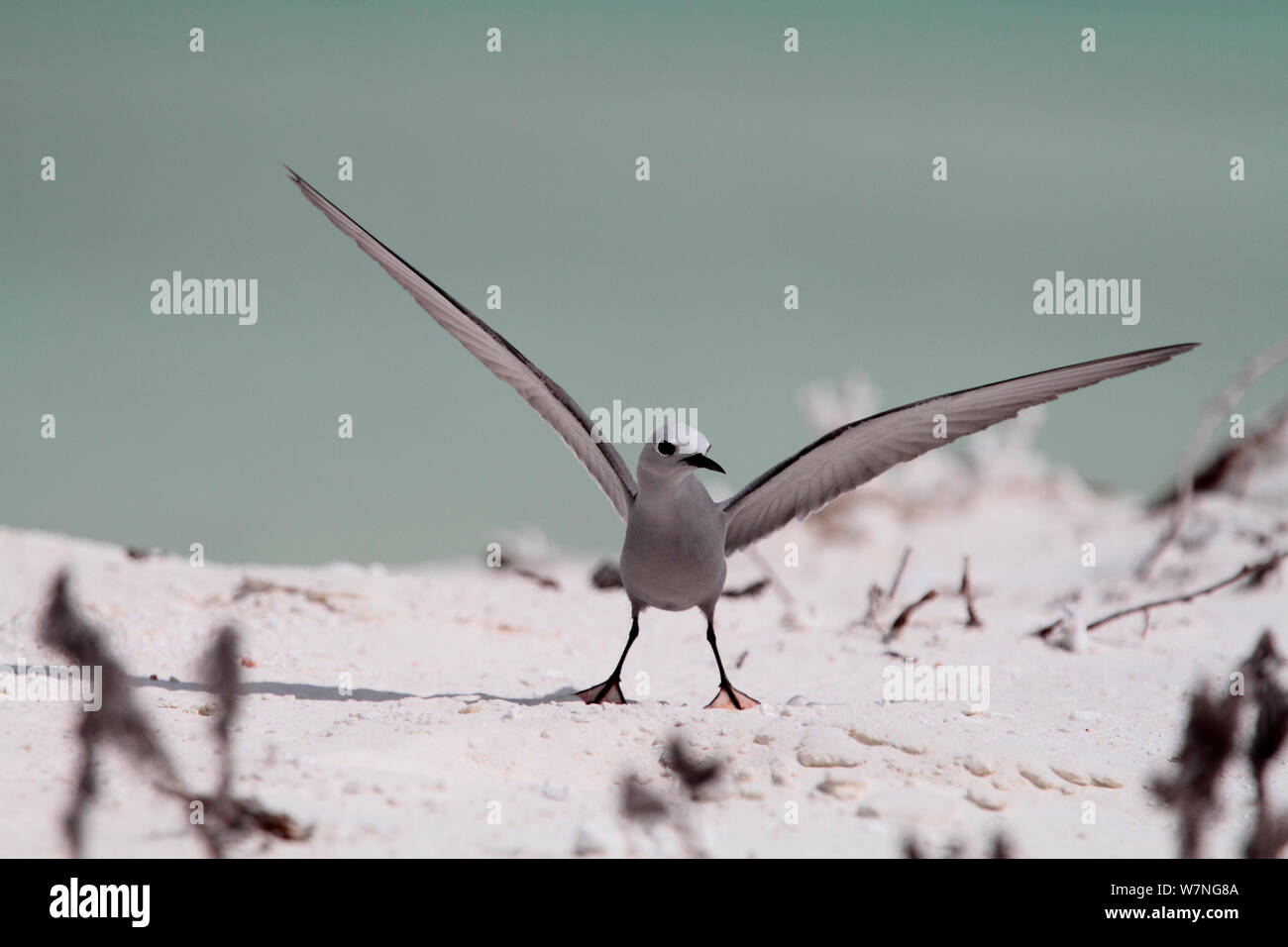 Blue-grey noddy (Procelsterna cerulea) with wings outstretched. Christmas Island, July Stock Photo