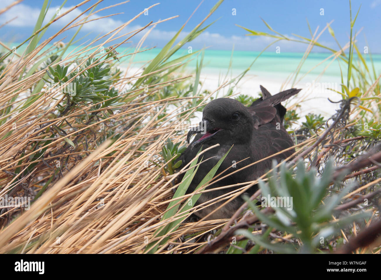 Phoenix Petrel (Pterodroma alba) resting on the ground, Christmas Island, July Stock Photo