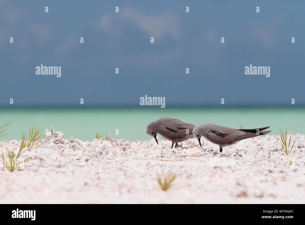 Blue-grey noddies (Procelsterna cerulea) on shore, Christmas Island, July Stock Photo