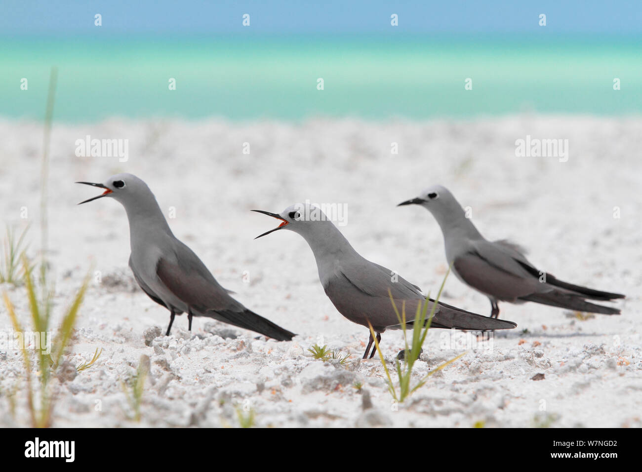 Blue-grey noddies (Procelsterna cerulea) calling, Christmas Island, July Stock Photo