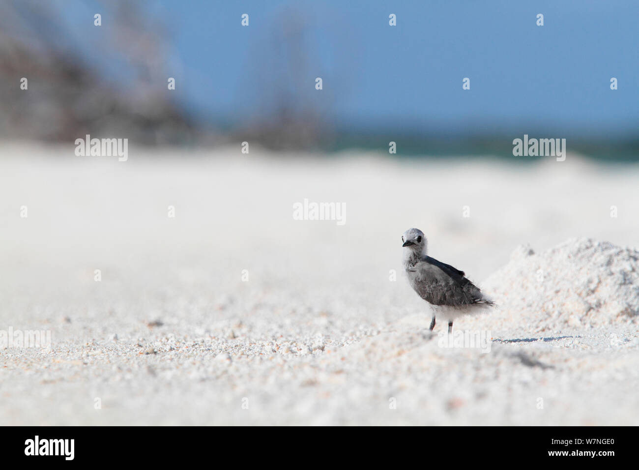 Blue-grey noddy (Procelsterna cerulea) chick alone on a beach. Christmas Island. July Stock Photo