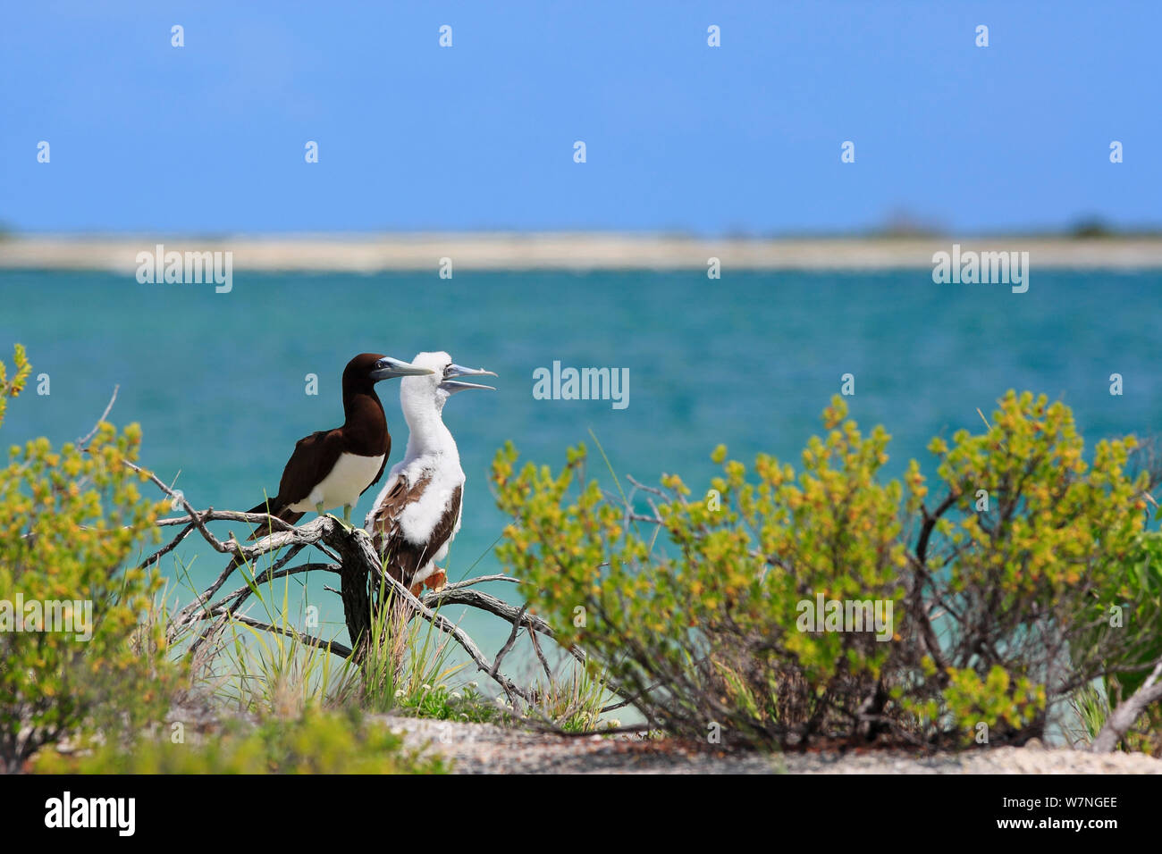 File:Brown Booby (Sula leucogaster) chick on Christmas Island 2.jpg -  Wikipedia