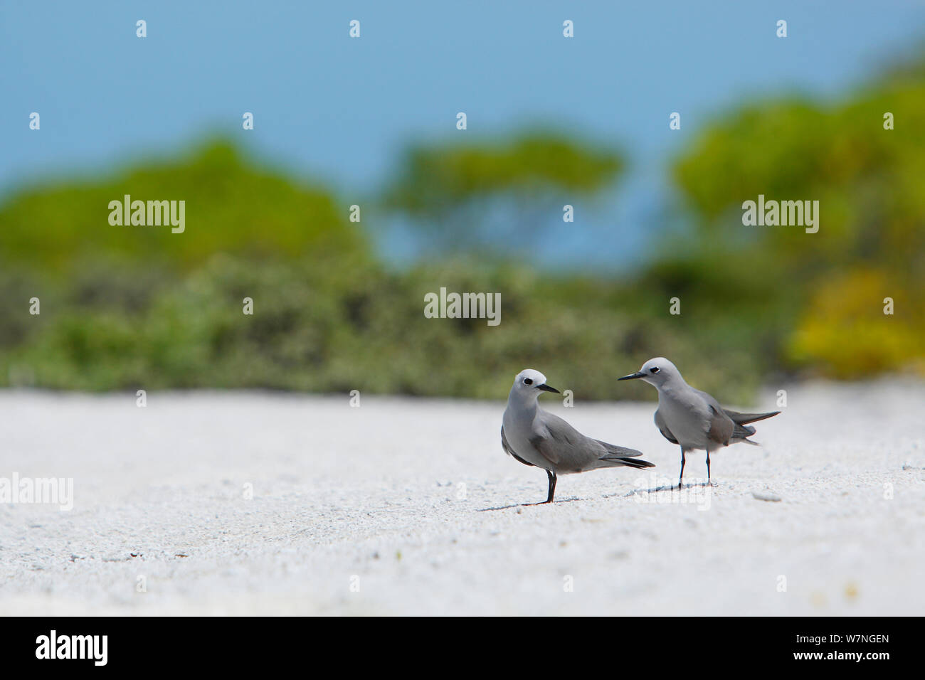 Blue-grey noddy (Procelsterna cerulea) pair, Christmas Island, July Stock Photo