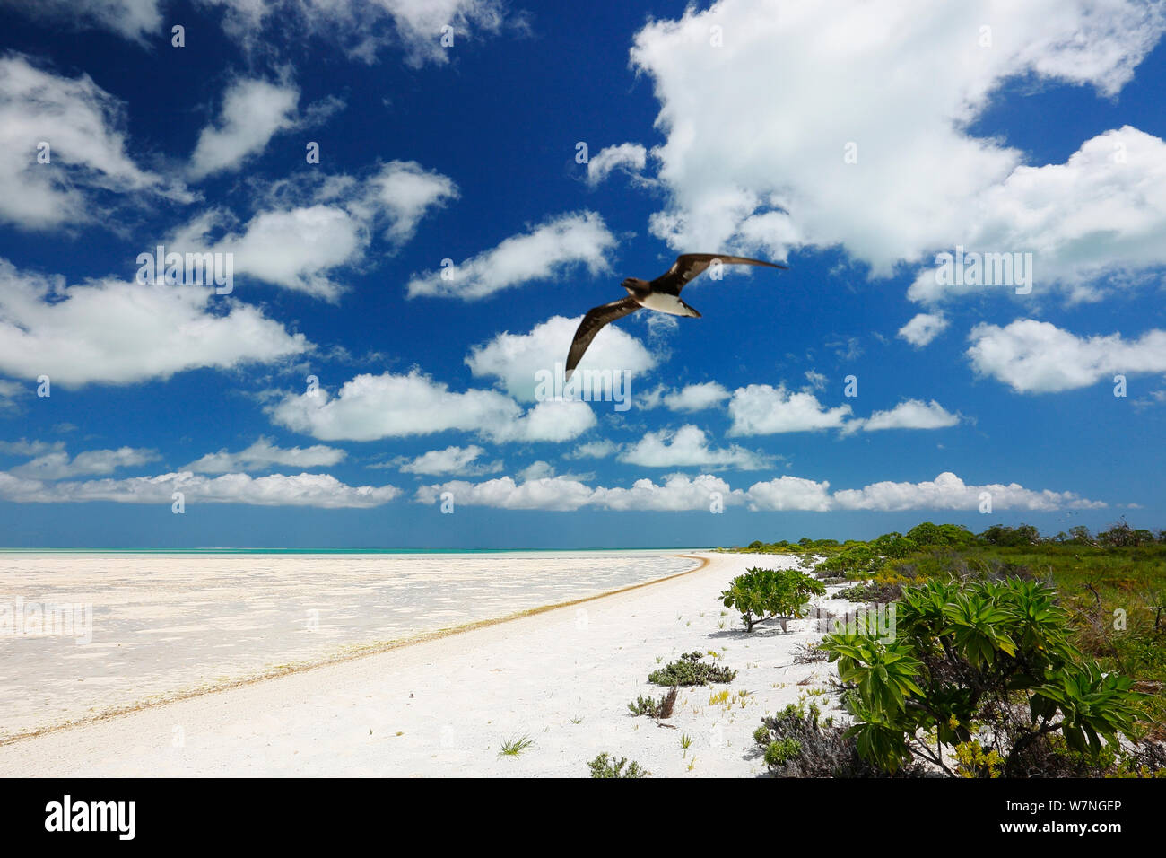 Phoenix Petrel (Pterodroma alba) in flight over sand beach, Christmas Island, July Stock Photo