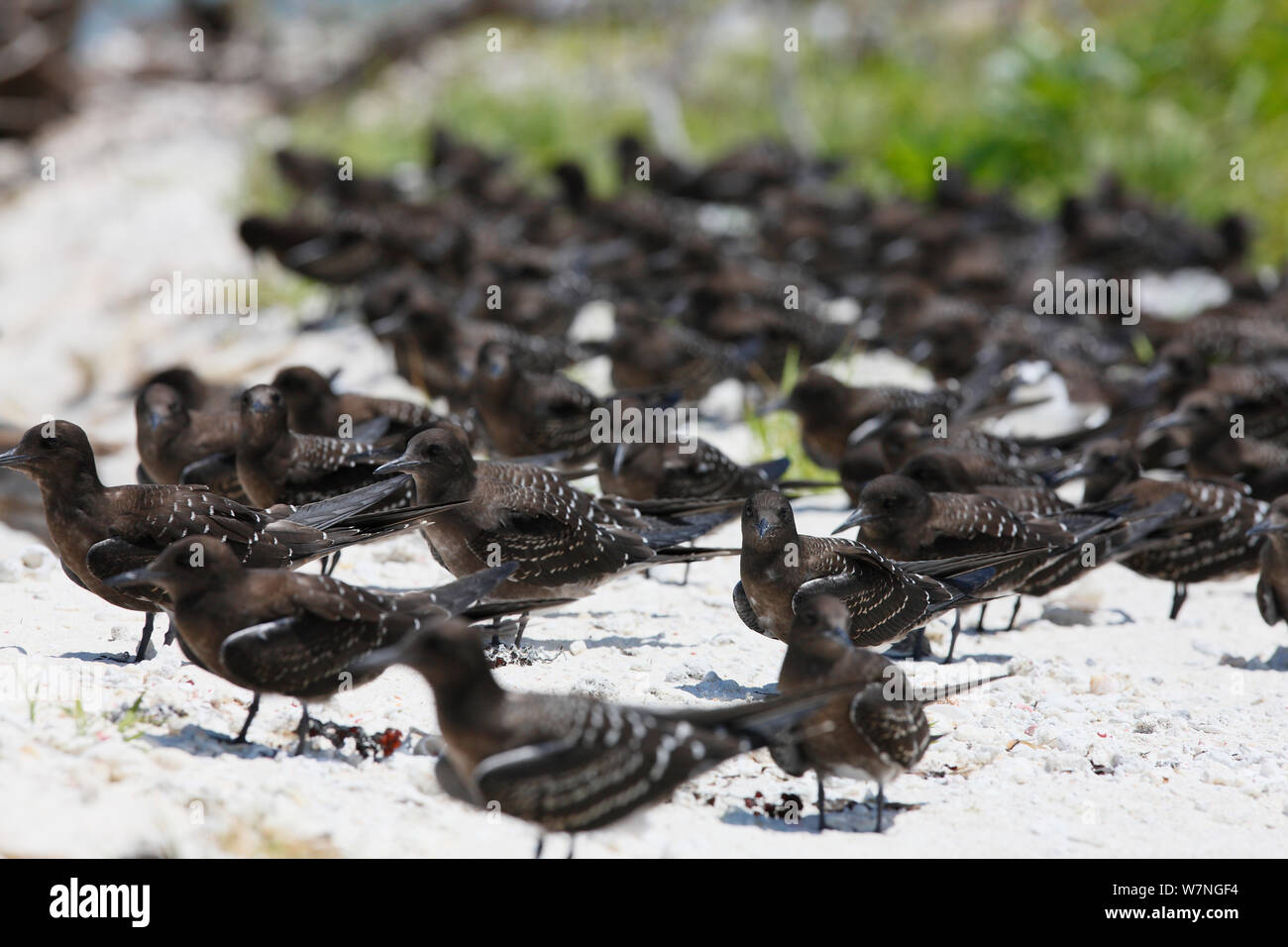 Sooty terns (Onychoprion fuscatus) chicks have left nests to start learning how to fly on beach, Christmas Island, Indian Ocean, July Stock Photo