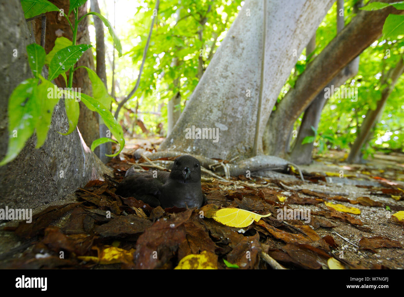 Phoenix Petrel (Pterodroma alba) incubating; this species lays their eggs directly on the ground. Christmas Island, July Stock Photo