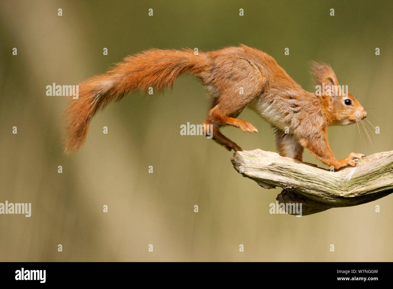 Rodents jumping hi-res stock photography and images - Alamy