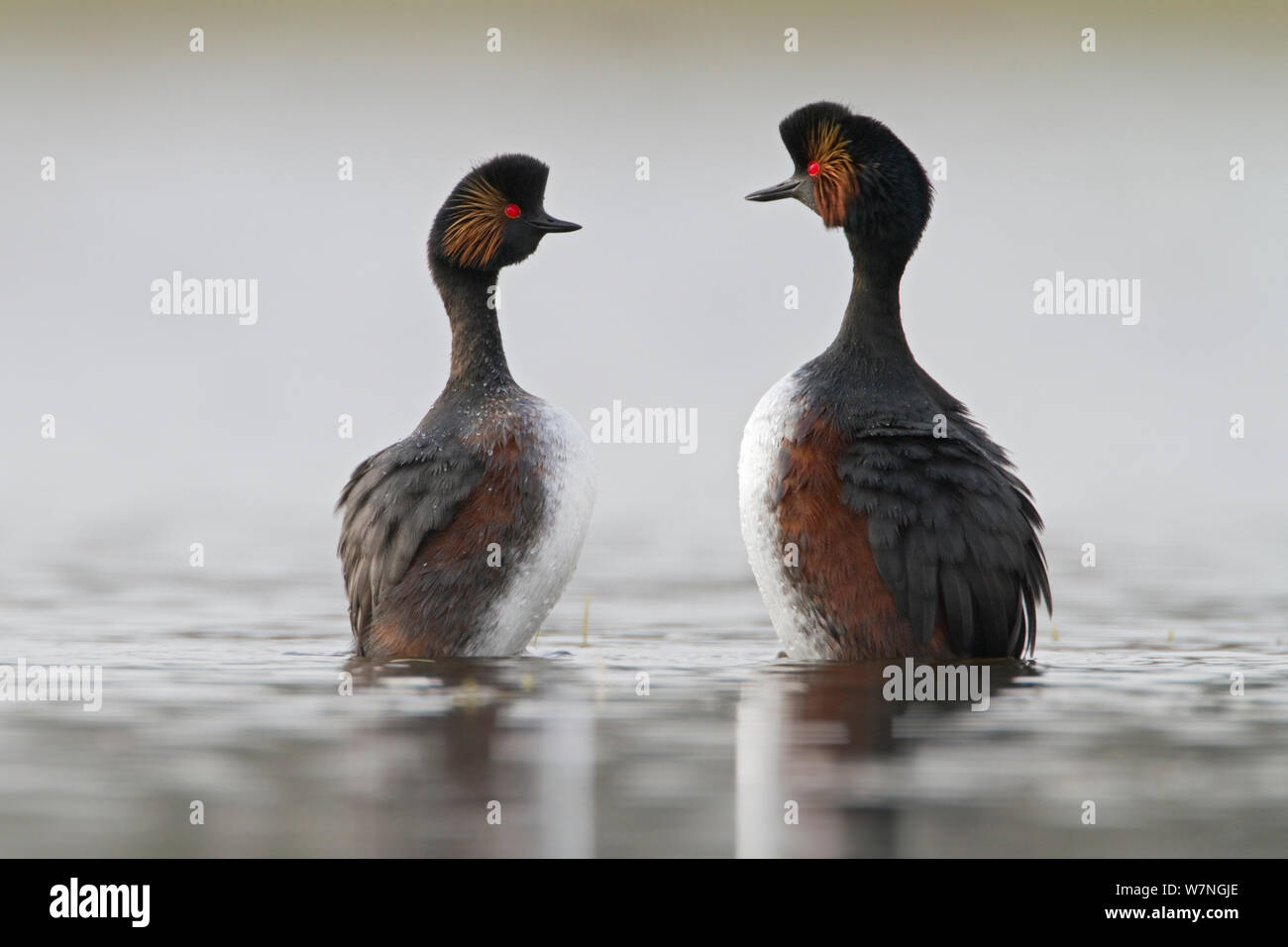 Black necked grebes (Podiceps nigricollis) pair in courtship dance during the mating season, La Dombes lake area, France, April Stock Photo