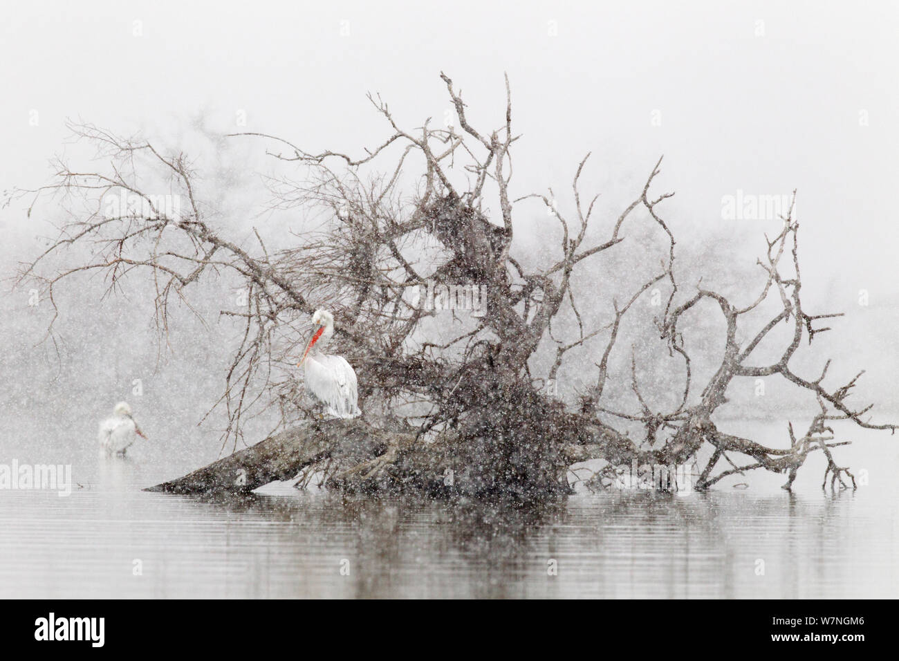 Dalmatian pelican (Pelecanus crispus) resting on fallen tree during snowfall, Lake Kerkini, Greece, February. Winnter of the Bird category, Roots Magazine Nature Photography contest 2013. Commended in the Afpan 2013 competition Stock Photo