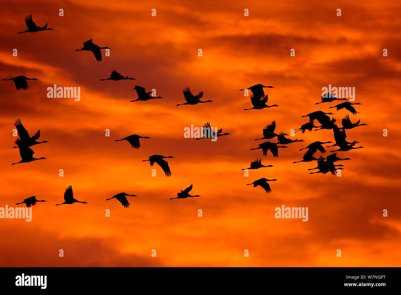 Common cranes (Grus grus) flock flying against sky at sunrise, Pruchten ...