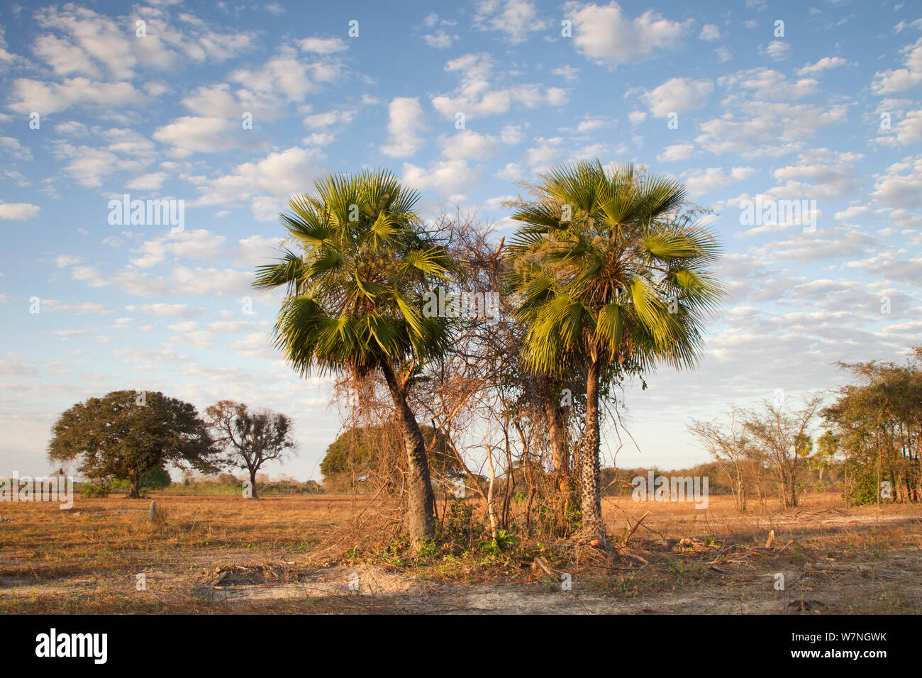 Palm trees in a dry savannahlike landscape, in the Pantanal, Brazil