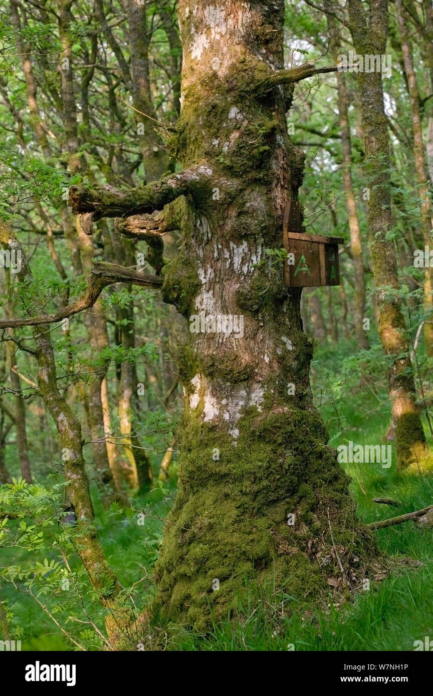 Ancient Sessile oak (Quercus petraea) with bird nest box, placed by wildlife trust for nesting Pied Flycatchers (Musciapa hypoleuca), Gilfach Nature Reserve, Radnorshire Wildlife Trust, Powys, Wales, UK May Stock Photo