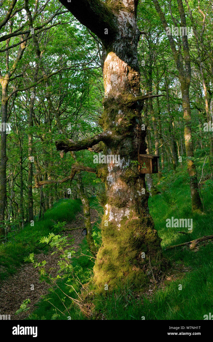 Ancient Sessile oak (Quercus petraea) with bird box, placed by Wildlife Trust for nesting Pied Flycatchers (Musciapa hypoleuca), Gilfach Nature Reserve, Radnorshire Wildlife Trust, Powys, Wales, UK May Stock Photo