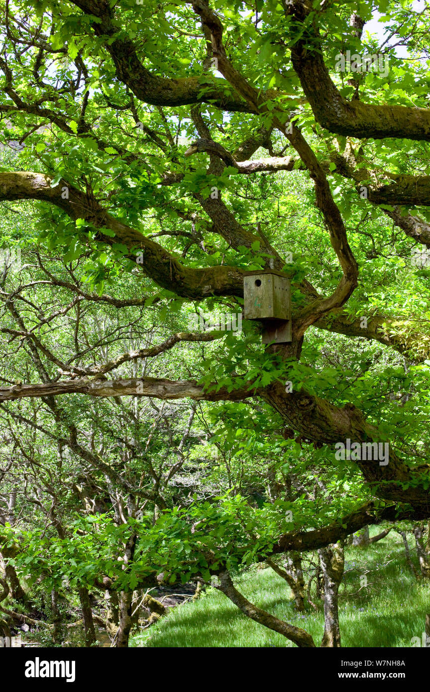 Sessile oak (Quercus petraea) nesting box sited to encourage nesting Pied flycatchers, Gilfach Nature Reserve, Radnorshire Wildlife Trust, Powys, Wales, UK May Stock Photo