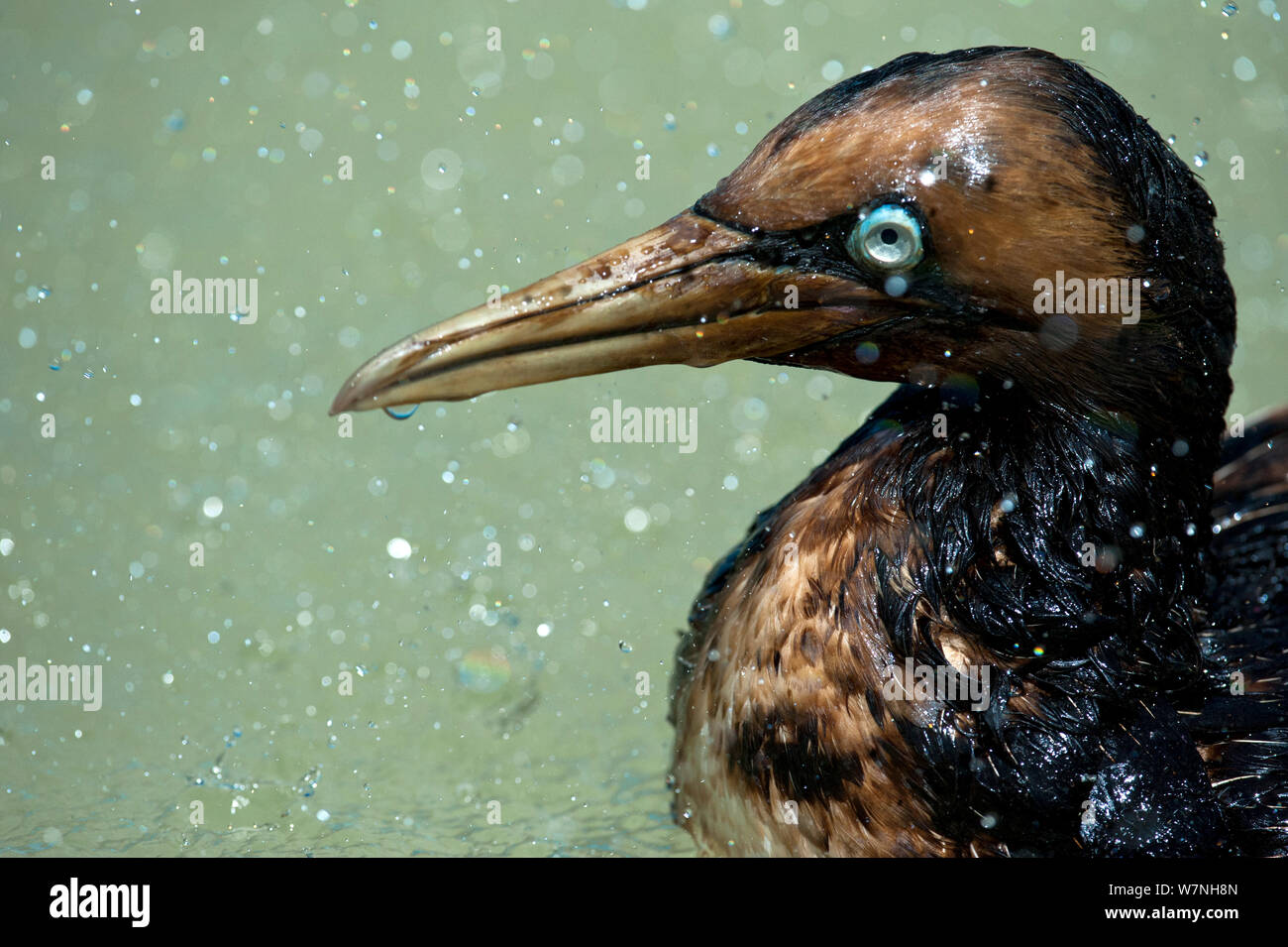 Cape gannet (Morus capensis) coated in oil swimming in pool at the Southern African Foundation for the Conservation of Coastal Birds (SANCCOB). Vulnerable species. Third place in Mankind and Nature  portfolio category of Melvita Nature Images Awards  2012, organised by Terre Sauvage. Stock Photo