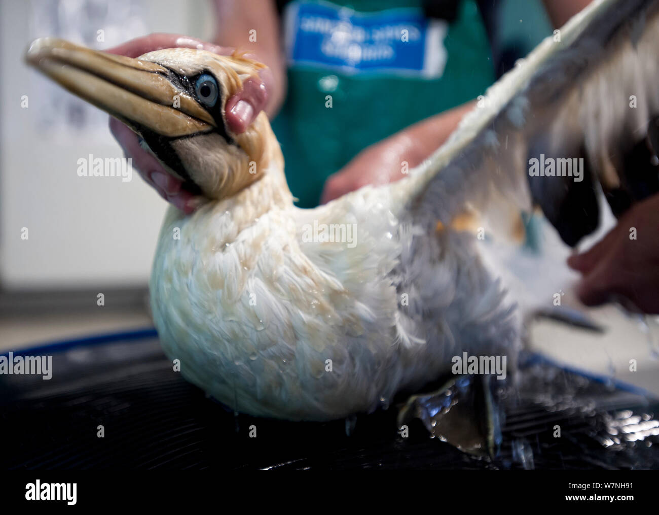 Cape Gannet (Morus capensis) being rinsed after a wash with soap to remove the oil that coated its feathers at the Southern African Foundation for the Conservation of Coastal Birds (SANCCOB). Vulnerable species. Third place in Mankind and Nature  portfolio category of Melvita Nature Images Awards  2012, organised by Terre Sauvage. Stock Photo