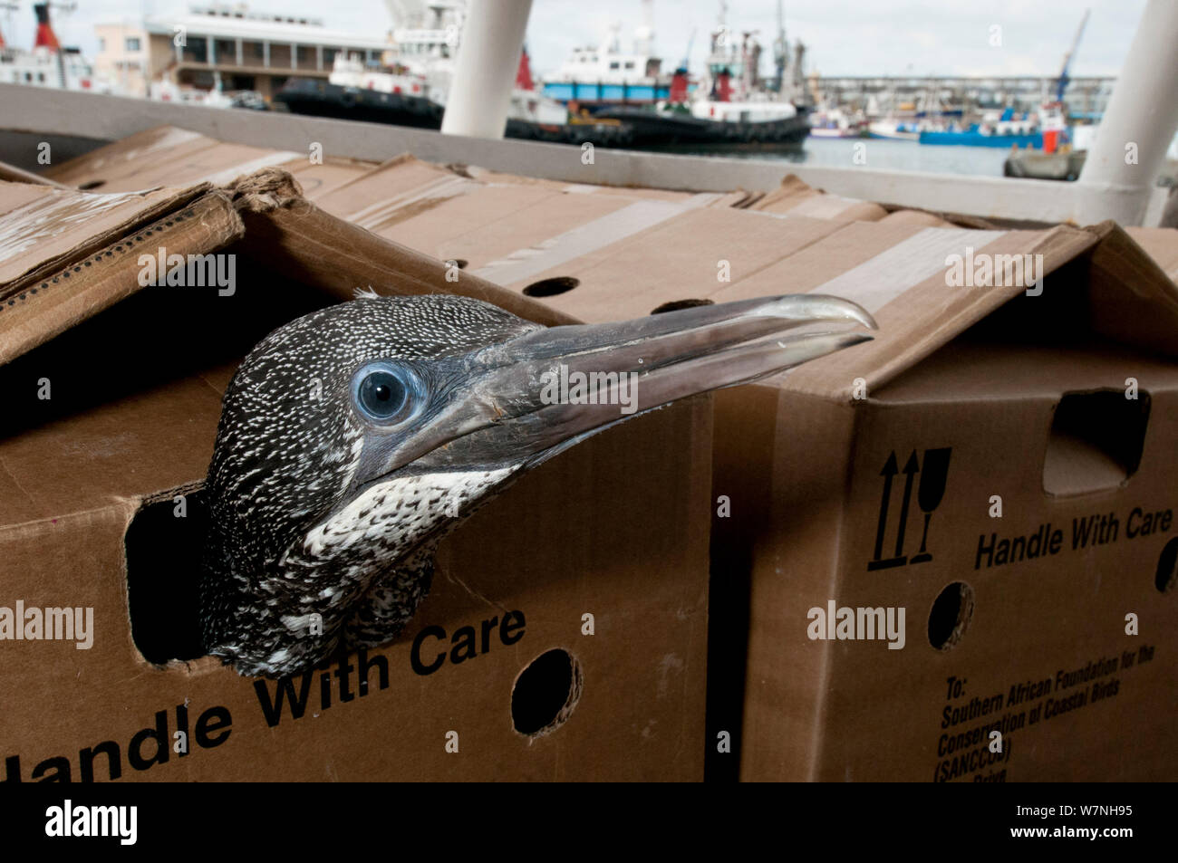 Cape Gannet (Morus capensis) juvenile being transported by boat in a cardbord box. To be released after hand rearing and rehabilitation at the Southern African Foundation for the Conservation of Coastal Birds (SANCCOB) at sea near Robben Island. Table Bay, Cape Town, South Africa. Vulnerable species. Third place in Mankind and Nature  portfolio category of Melvita Nature Images Awards  2012, organised by Terre Sauvage. Stock Photo