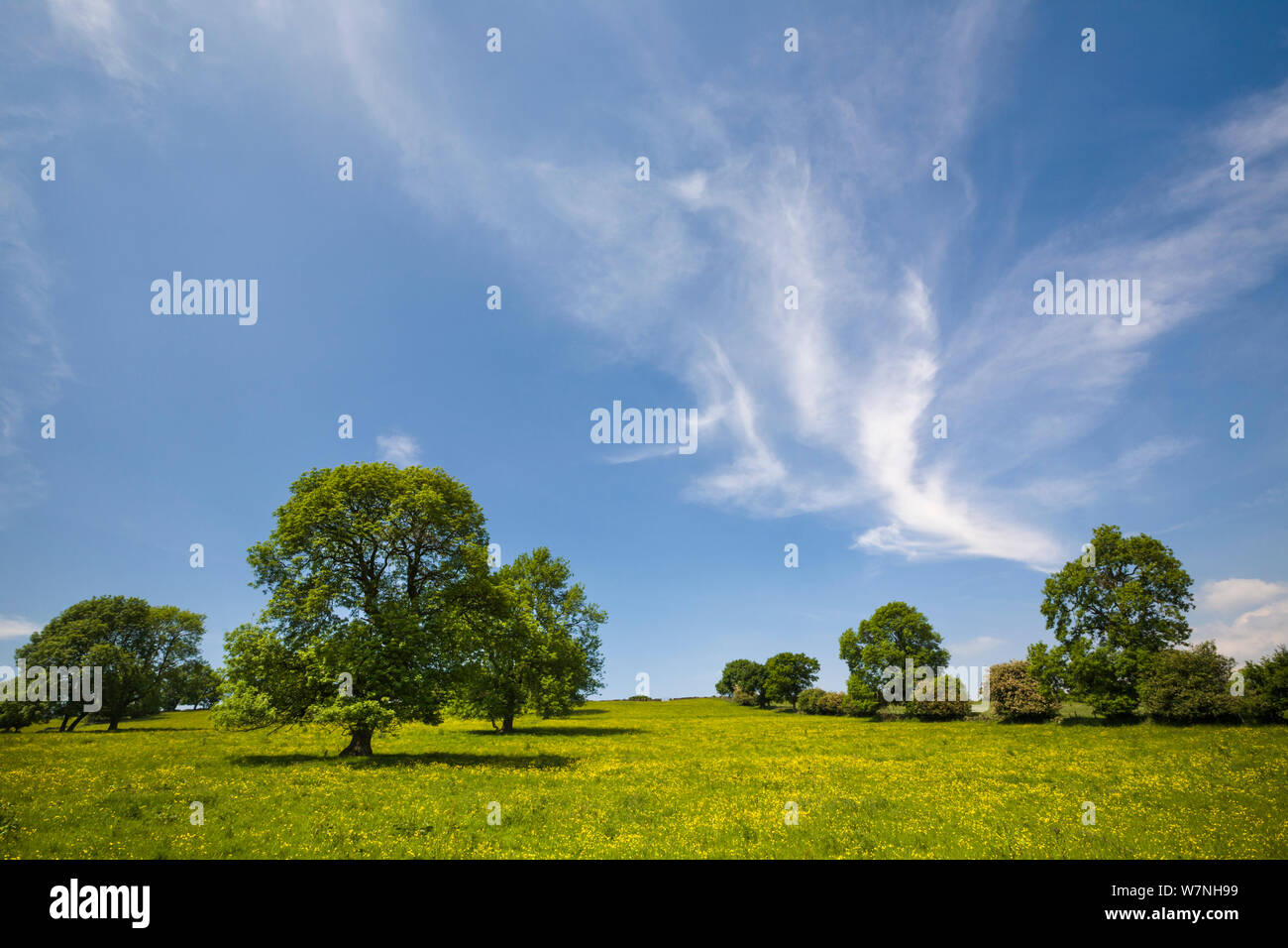 Ash trees (Fraxinus excelsior) dominant in field landscape, Peak