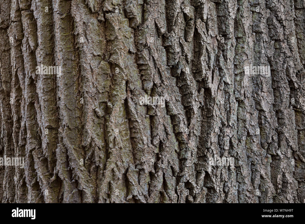 Ash tree bark (Fraxinus excelsior) close up detail, Peak District National Park, Derbyshire, UK, November Stock Photo