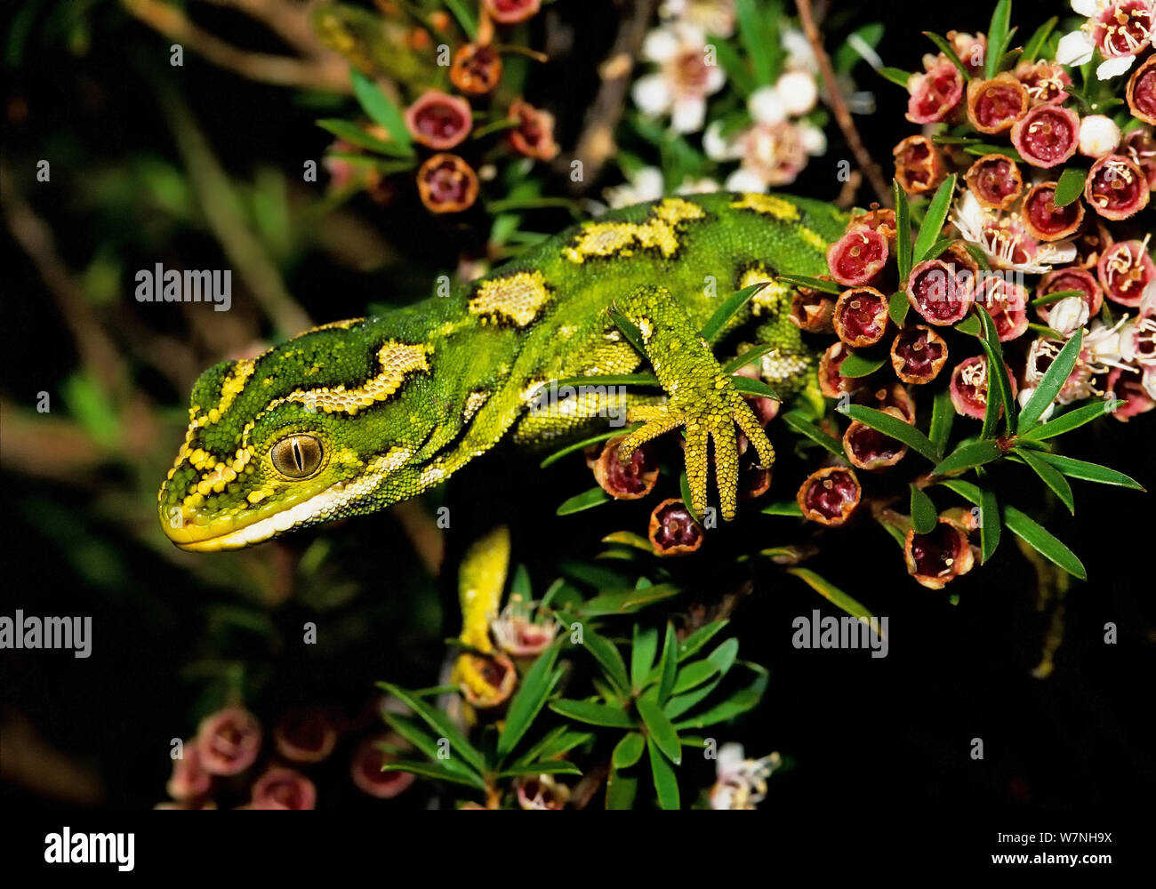 Jewelled gecko (Naultinus gemmeus) on a kanuka bush (Kunzea ericoides). Banks Peninsula; Canterbury, South Island, New Zealand. Stock Photo