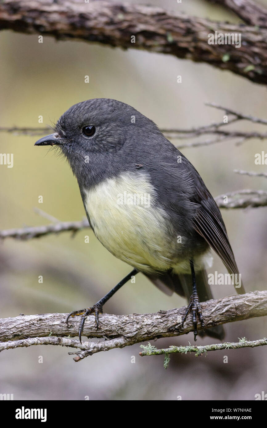 South Island Robin (Petroica australis australis) perched on branch, Inland Kaikoura Range, Marlborough, South Island, New Zealand, April. Stock Photo