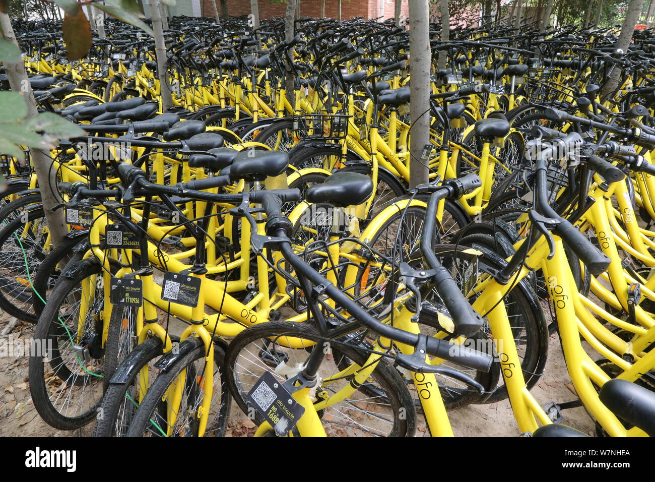 ofo customer service number